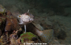 sandperch, size 5cm, depth: 6m, at Port Island divesite by Sheung Yue Alan Wan 